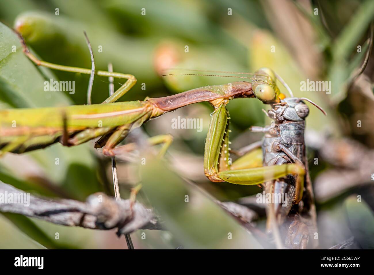 Europäische Mantis (Mantis religiosa), die eine Heuschnecke frisst, Paros, Ägäis, Griechenland Stockfoto