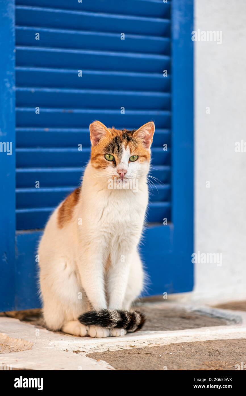 Katze mit grünen Augen vor blauem Fenster, Paros, Kykladen, Ägäis, Griechenland Stockfoto