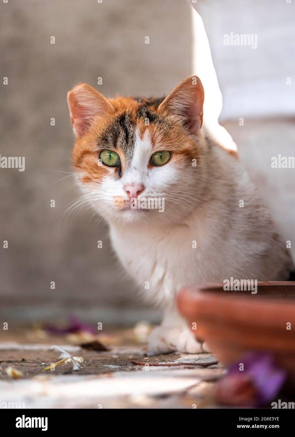 Katze mit grünen Augen, Paros, Kykladen, Ägäis, Griechenland Stockfoto