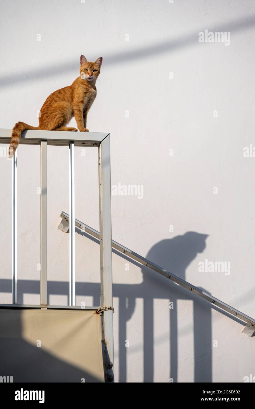 Tabby Katze sitzt auf Geländer, Schatten an Wand, Paros, Kykladen, Ägäis, Griechenland Stockfoto