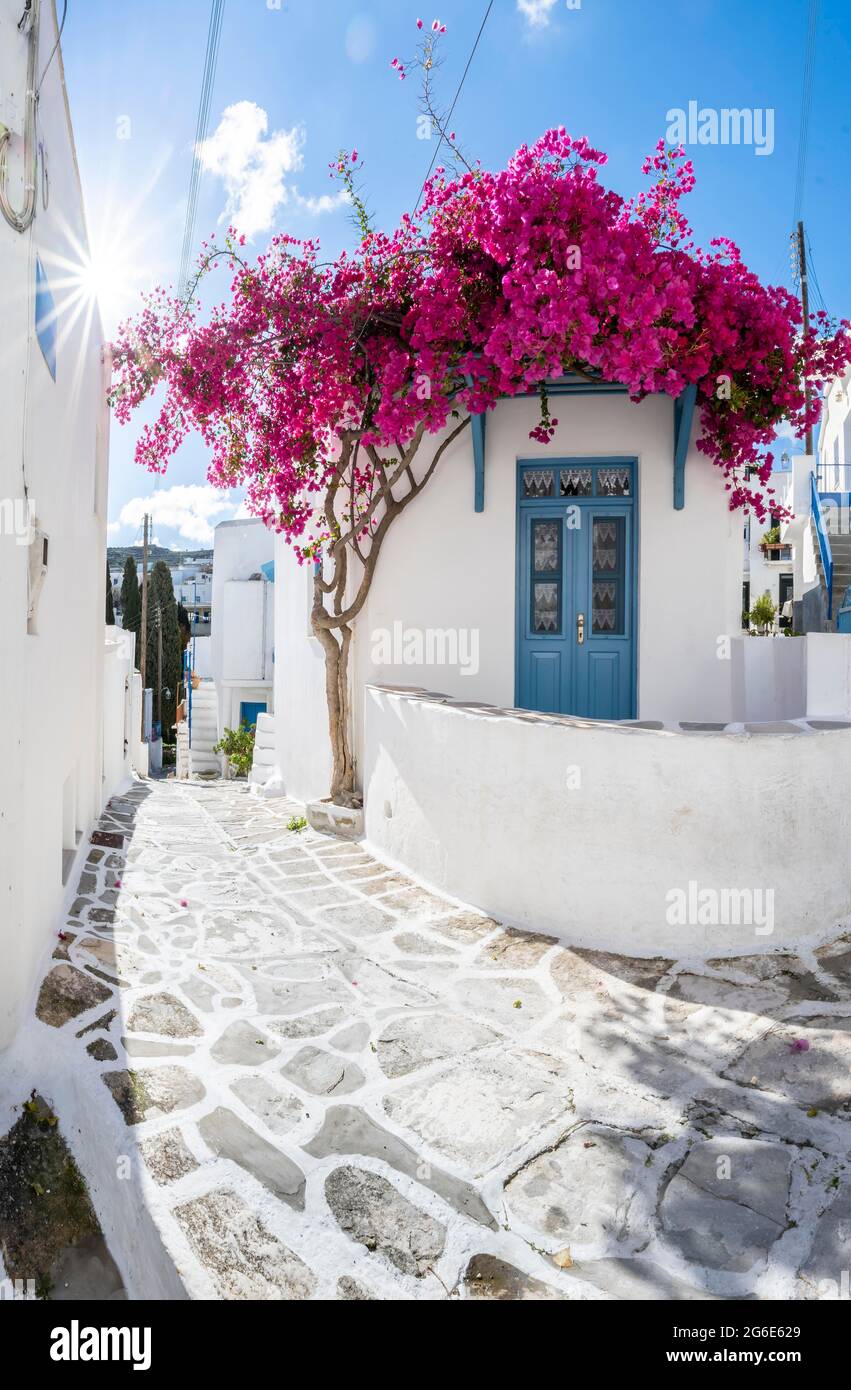 Weiß-blaue Häuser mit blühenden violetten Bougainvillea (Bougainvillea), Altstadt von Lefkes, Paros, Kykladen, Griechenland Stockfoto