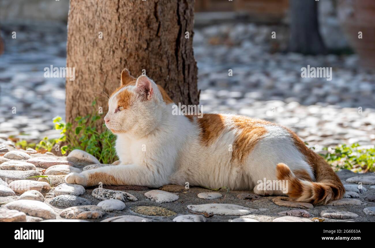 Schwarze und gelbe Katze, Paros, Kykladen, Ägäis, Griechenland Stockfoto