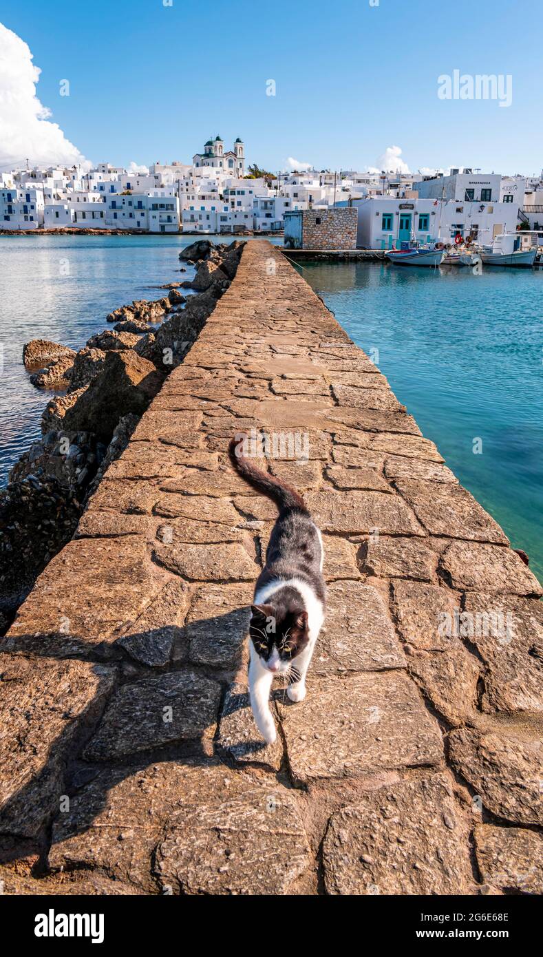 Weiße und schwarze Katze an der Hafenmauer, Hafenstadt Naoussa, Insel Paros, Kykladen, Griechenland Stockfoto