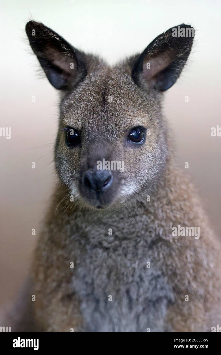 Rothalswallaby (Macropus rufogriseus), Tierportrait, gefangen, Deutschland Stockfoto