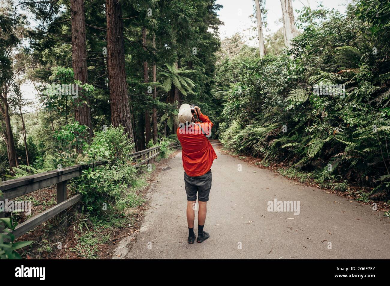 Typ mit Kamera, Redwoods Forest, Whakarewarewa, North Island, Neuseeland Stockfoto