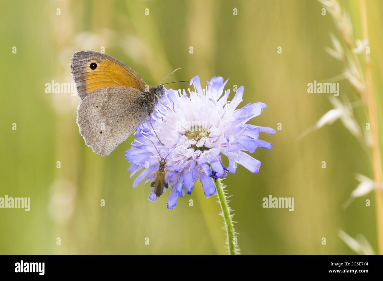 Wiesenbrauner (Maniola jurtina) auf Witwenauge-Feld scabious (Knautia arvensis), Hessen, Deutschland Stockfoto