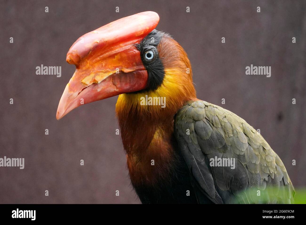 Rotschnabel (Buceros hydrocorax), Tierportrait, gefangen, Deutschland Stockfoto