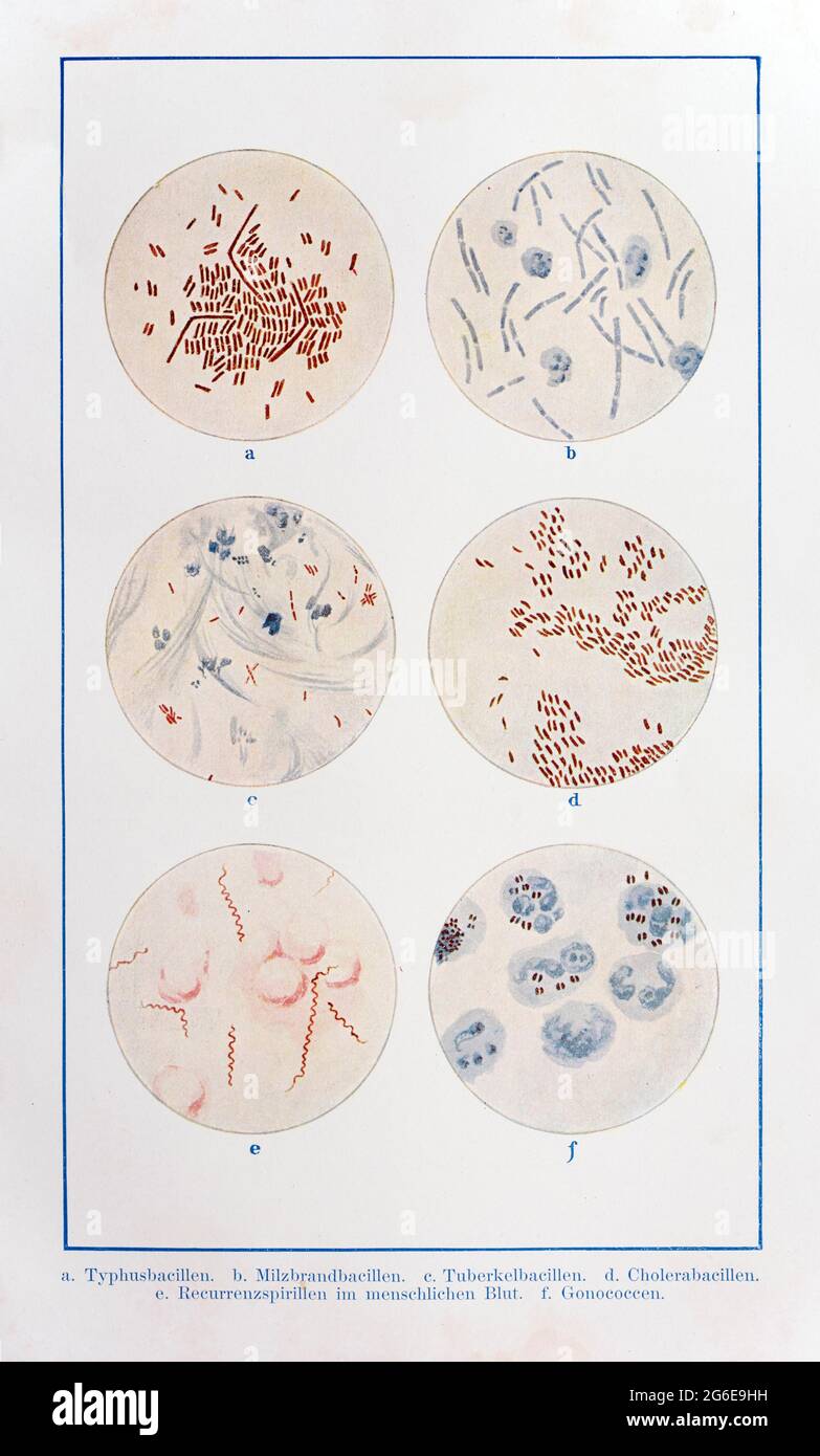 Verschiedene Bazillen, stabförmige Bakterien, der praktische Hausarzt, ein Weg zur Gesundheit, 1901, Breslau Stockfoto