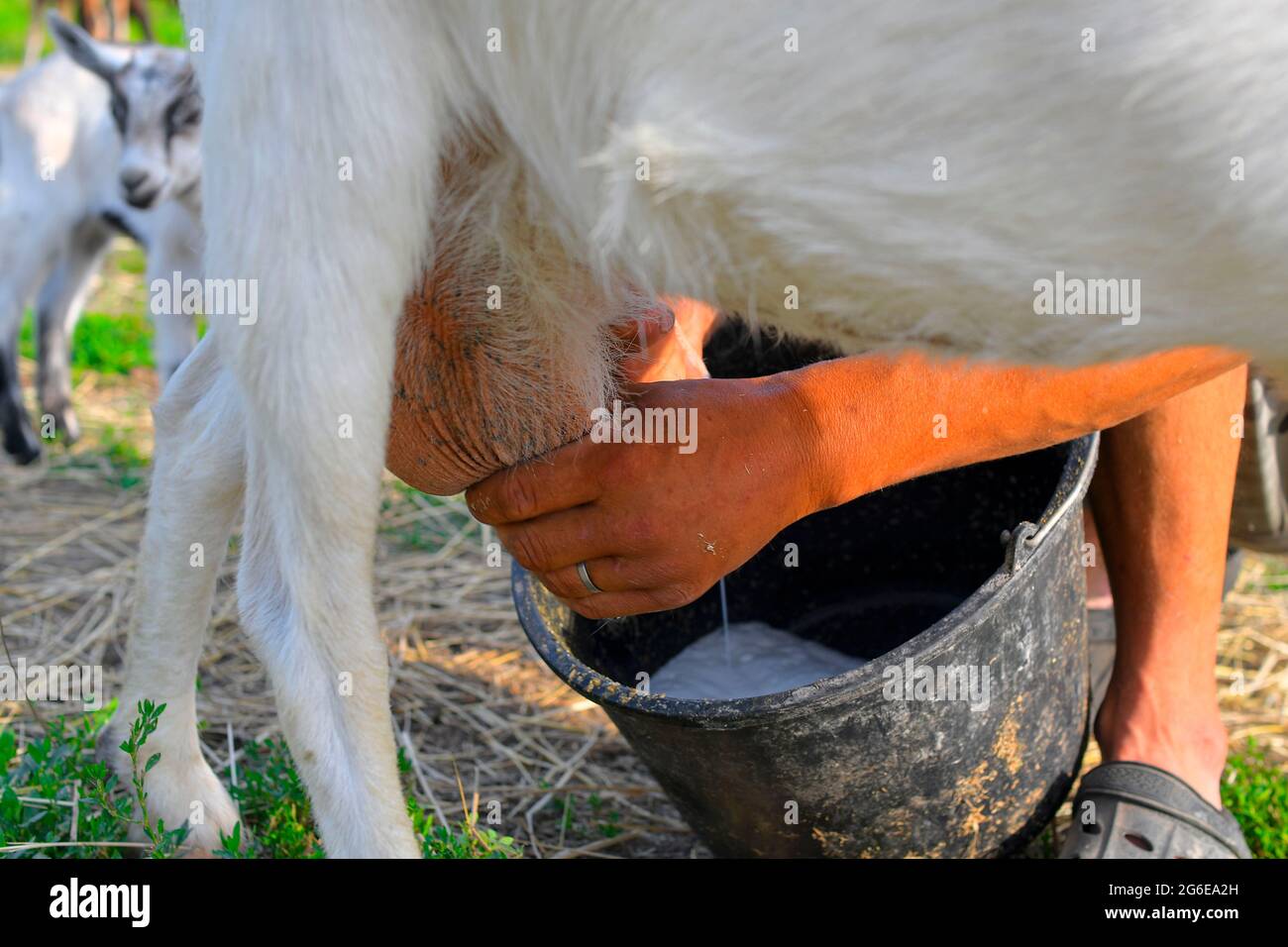 POV eines Milchbauern Hände Melkziege. Bauer melkt eine Ziege auf einem Milchviehbetrieb. Der Besitzer melkt seine Ziege auf einem Milchviehbetrieb Stockfoto