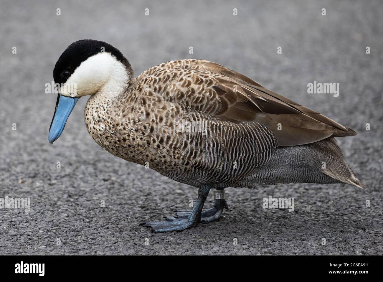 Ruddy Duck Stockfoto
