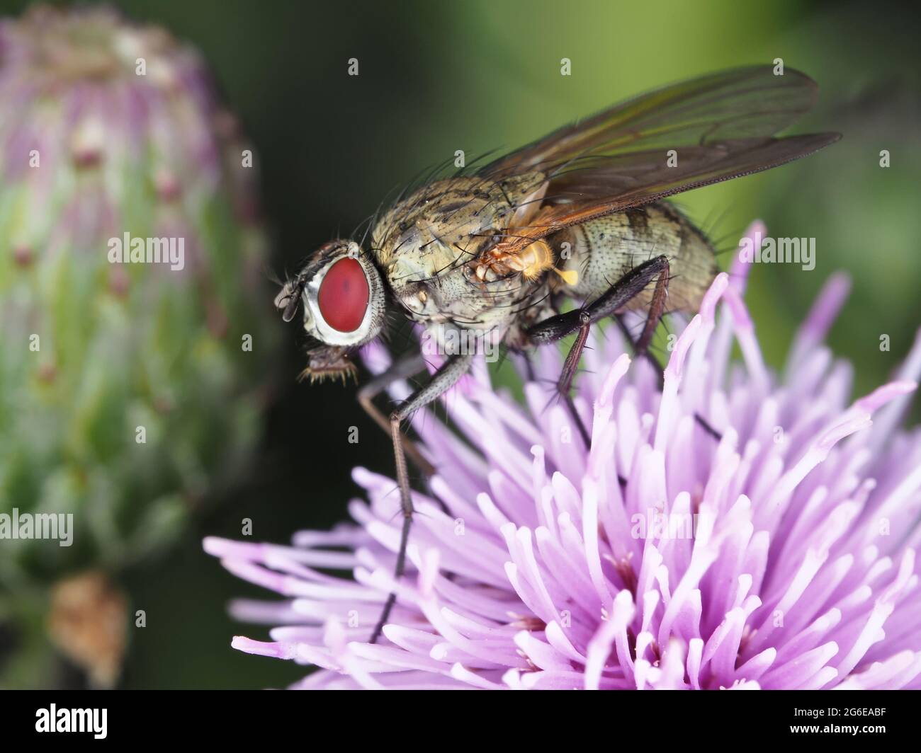 Muscoidea fliegen auf Distel - Makrofotografie Stockfoto