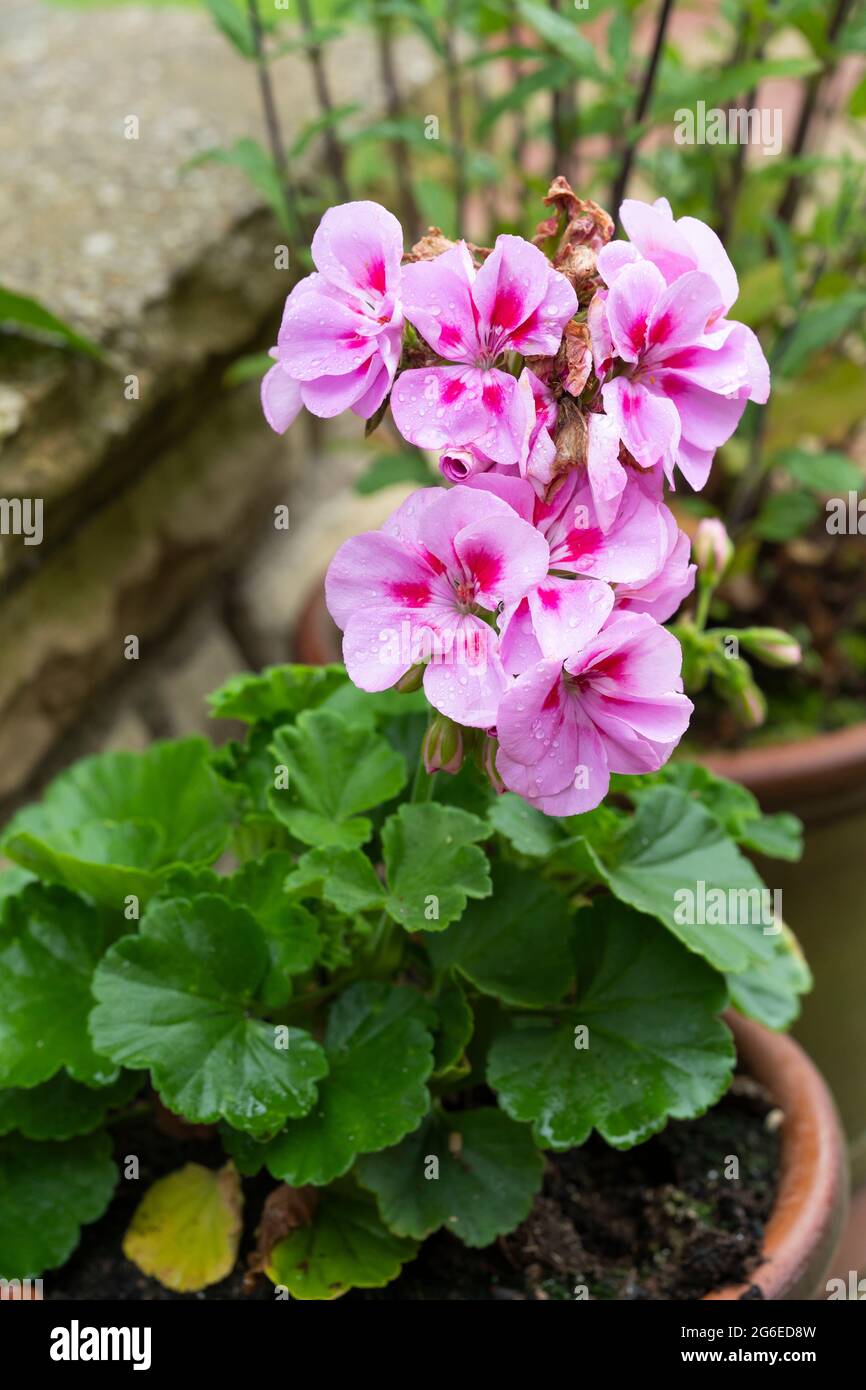 Geranium Pelargonium Zonale - Tango Bravo Light Pink Serie - mit Blüten von blassrosa Blütenblättern, die mit Regentropfen bedeckt sind. Blüte Anfang Juli, England Stockfoto