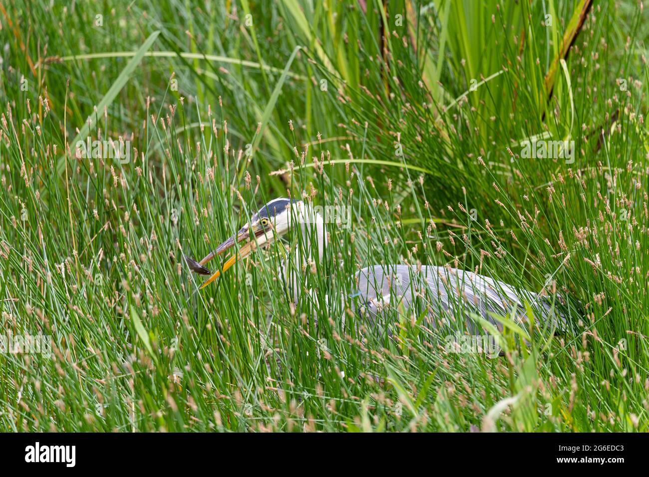 Graureiher (Ardea cinerea, aus der Familie Ardeidae) mit einem Fisch im Schnabel und getarnt mit Gras am Rand eines Sees. Worcestershire, England Stockfoto