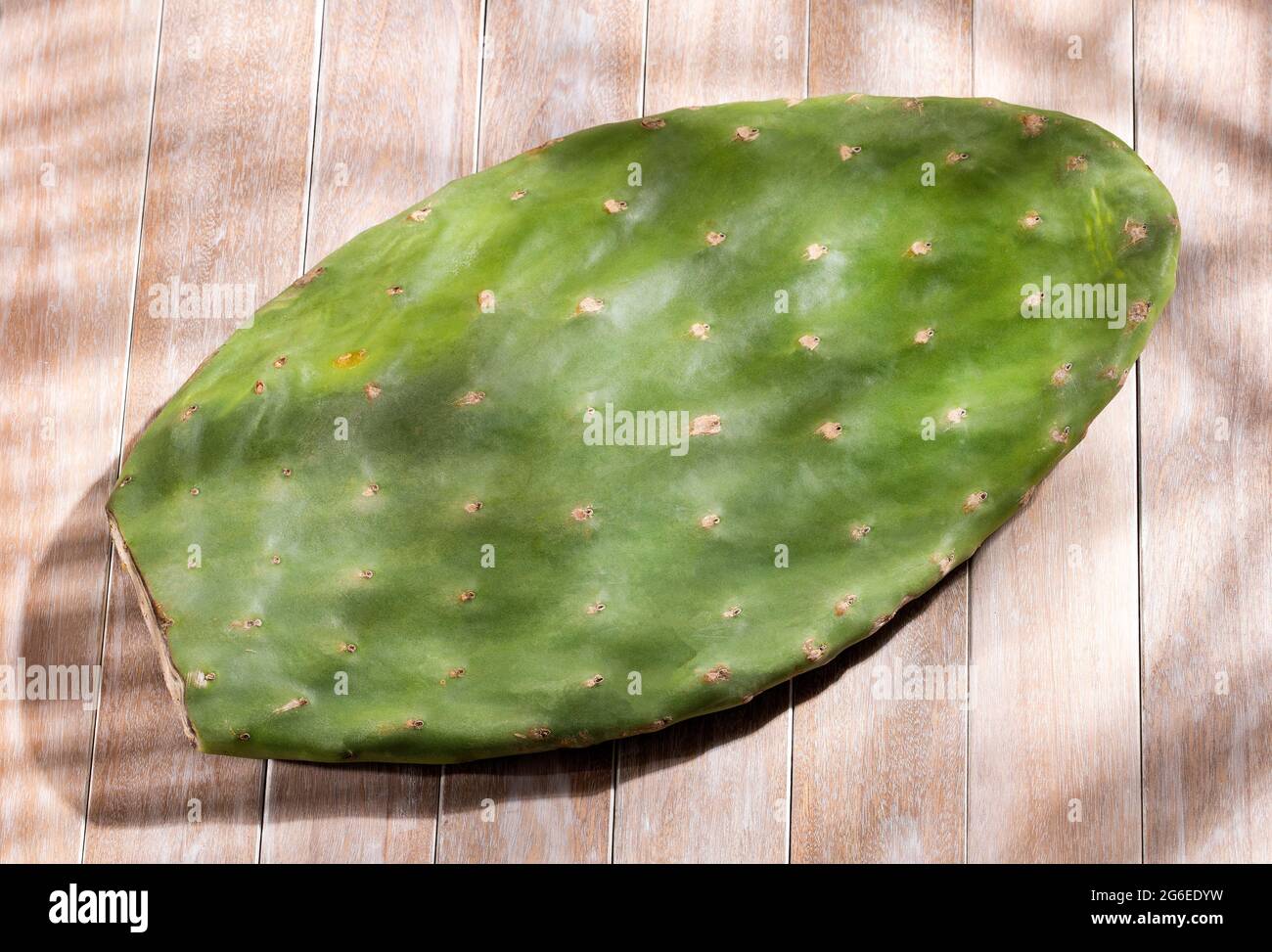 Grnes Kaktusblatt - essbarer Nopal. Gesunde Ernhrung Stockfotografie -  Alamy