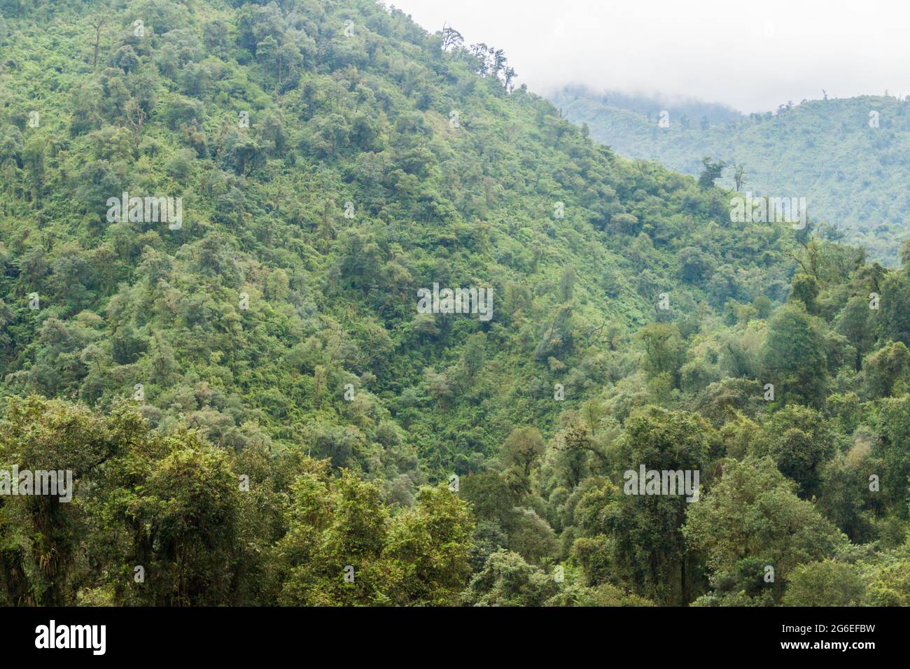 Berge bedeckt mit einem üppigen Wald in der Nähe von San Miguel de Tucuman, Argentinien Stockfoto