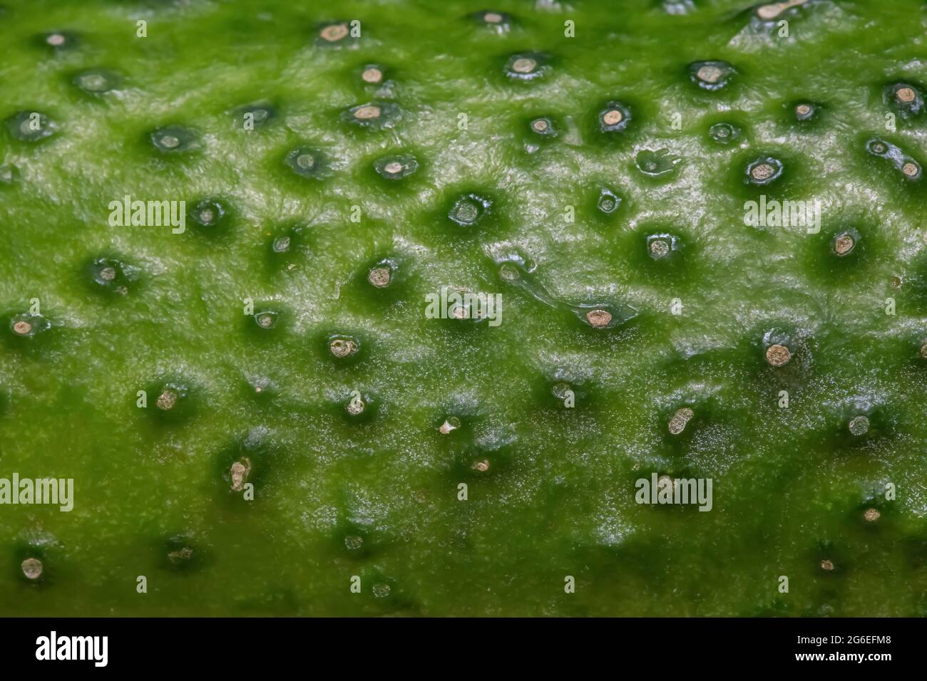 Frischer Hintergrund mit grüner Gurkenstruktur, Makroaufnahme aus nächster Nähe Stockfoto