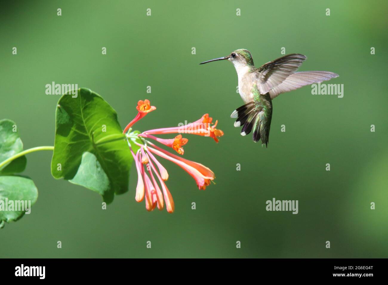 Rubinkehlchen-Kolibri besucht Geißelblüten, um sich von Nektar zu ernähren. Die Vögel werden einen Blumenfleck von anderen Kolibris verteidigen. Stockfoto