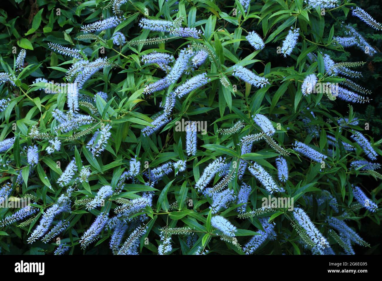 Hebe salicifolia, blassblaue Blüten, Gartenpflanze Stockfoto