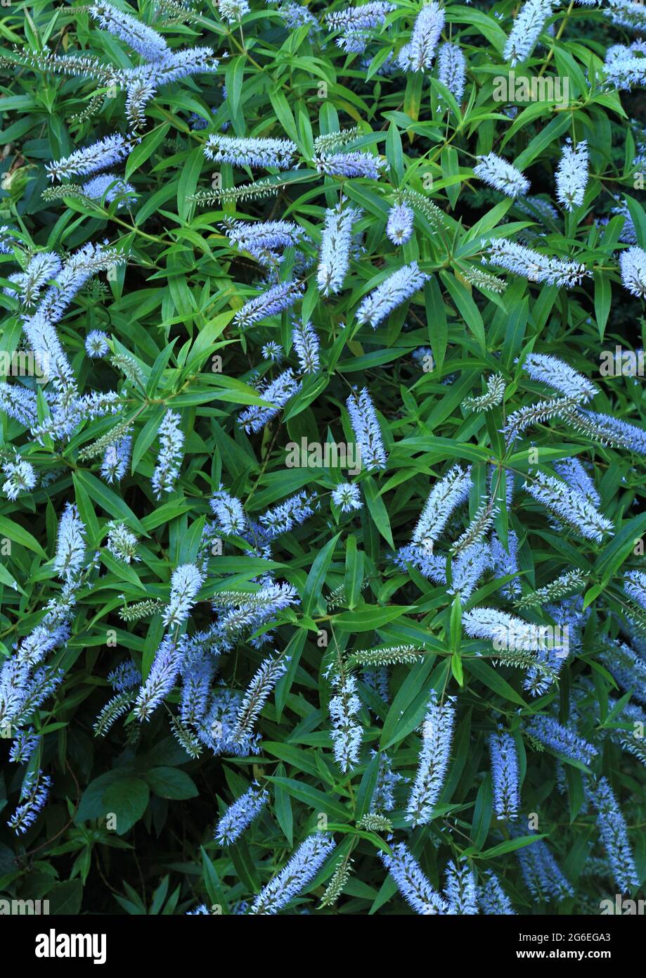 Hebe salicifolia, blassblaue Blüten, Gartenpflanze Stockfoto