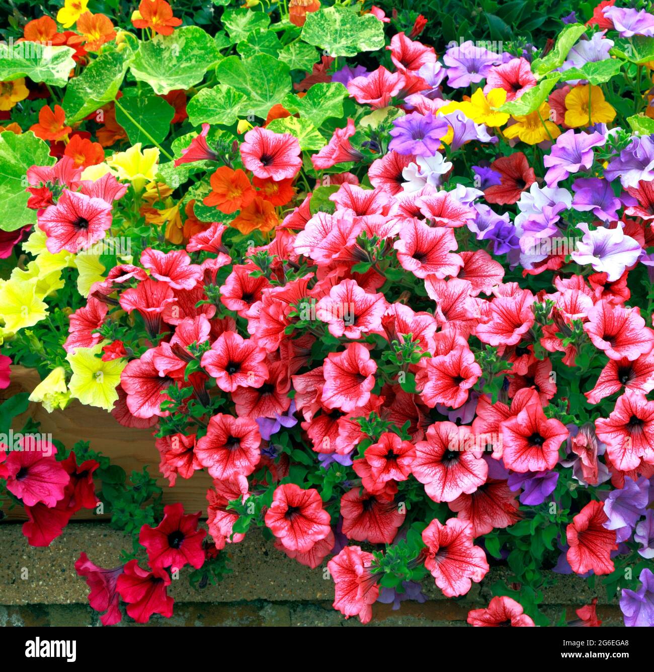 Petunia, Petunias, rot, gelb, lila, Rosa, vordere Gartenwand Stockfoto