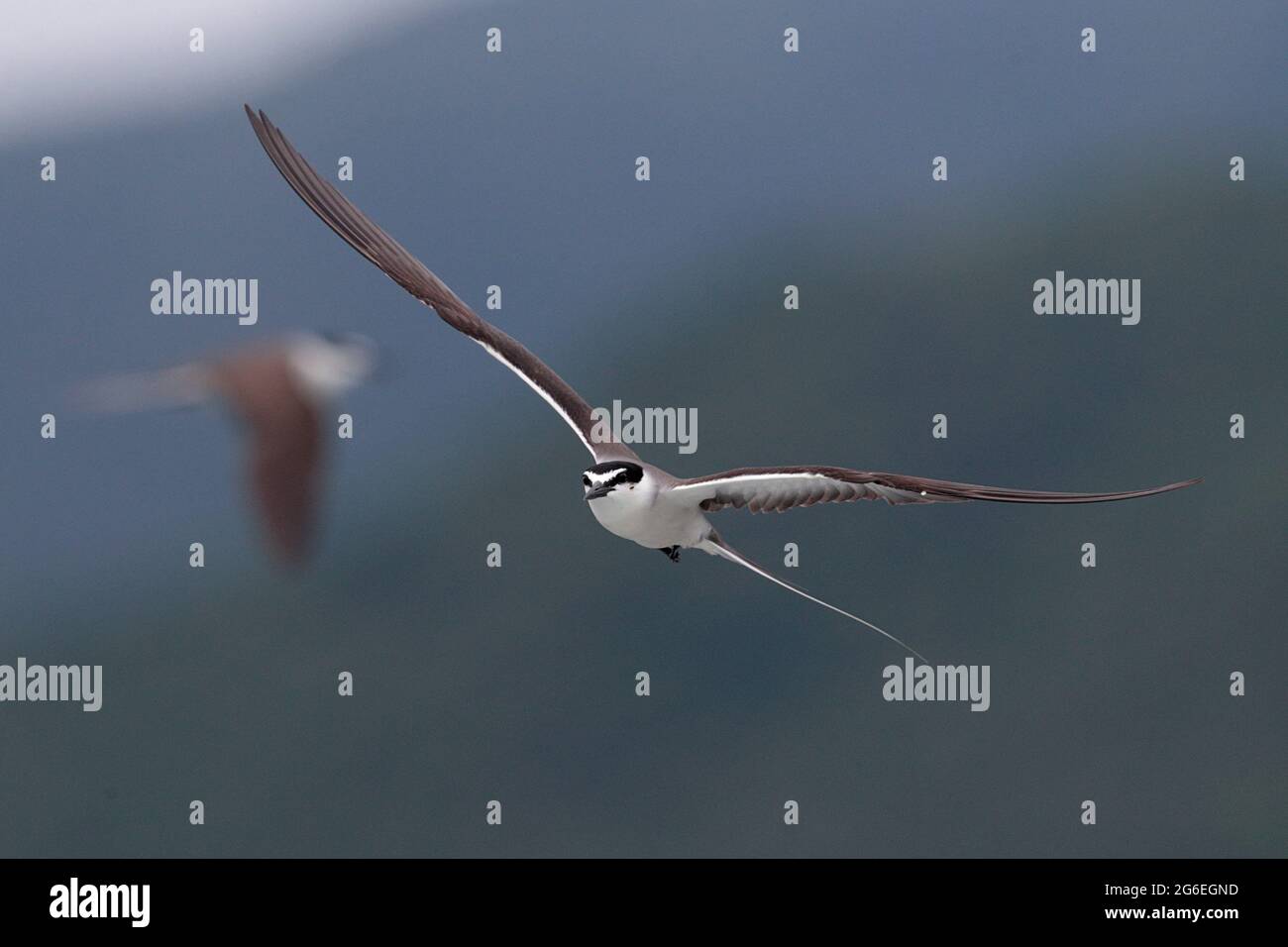 Bricketseeschwalbe (Onychoprion anaethetus), alleinerziehender Erwachsener im Flug, Tolo Harbour, Nordost-Hongkong, China 25. Juni 2021 Stockfoto