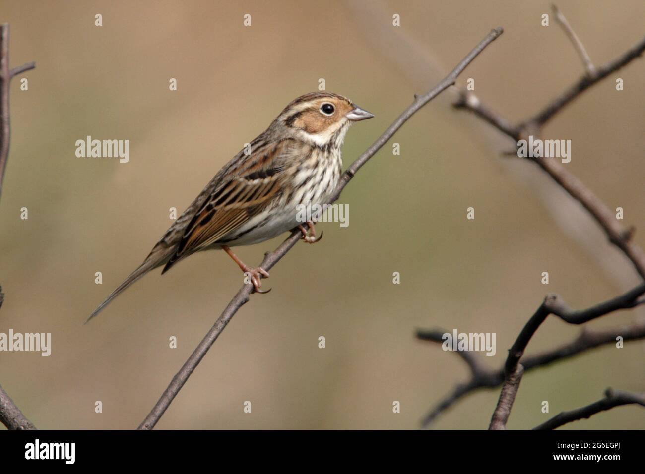 Little Bunting (Emberiza pusilla), Erwachsener, Seitenansicht, auf einem Ast in Sonnenschein, Long Valley, New Territories, Hongkong, 2005. Februar Stockfoto