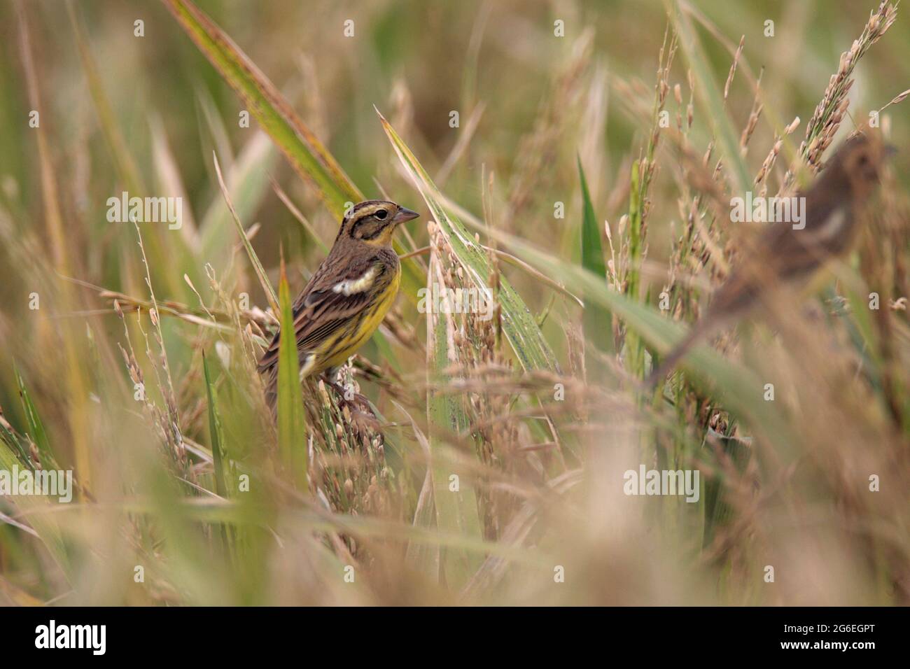 Gelbreiher-Haunting (Emberiza aureola), erwachsenes Weibchen im Reisfeld, Long Valley, New Territories, Hong Kong 21 Oct 2009 Stockfoto