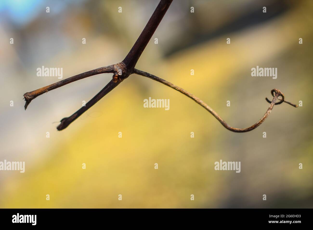 Pflanzen, Bäume und Blätter wechseln sich im Herbst im Winter ab Stockfoto