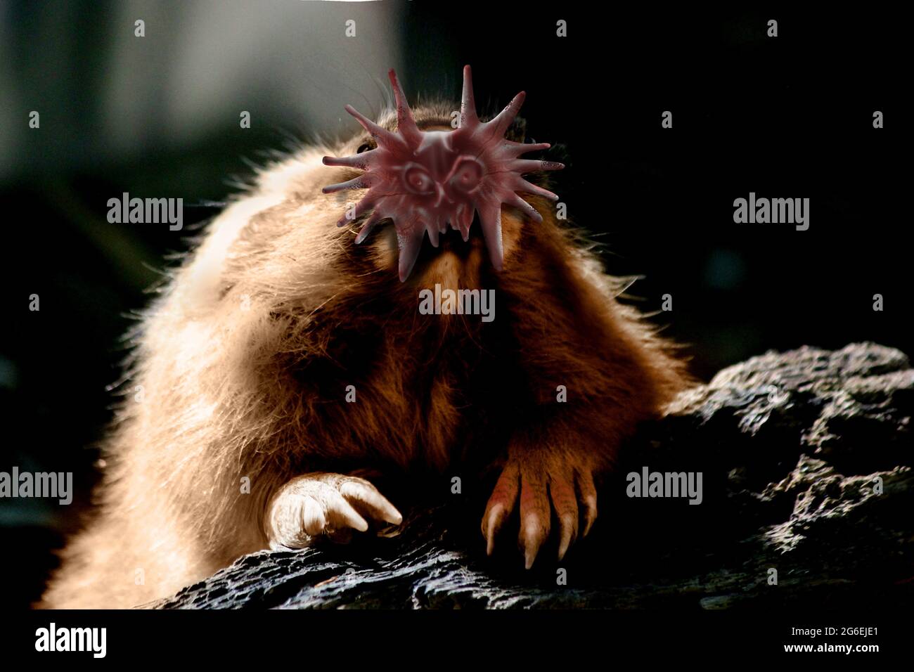 Star Noced Mole Condylura cristata Stockfoto