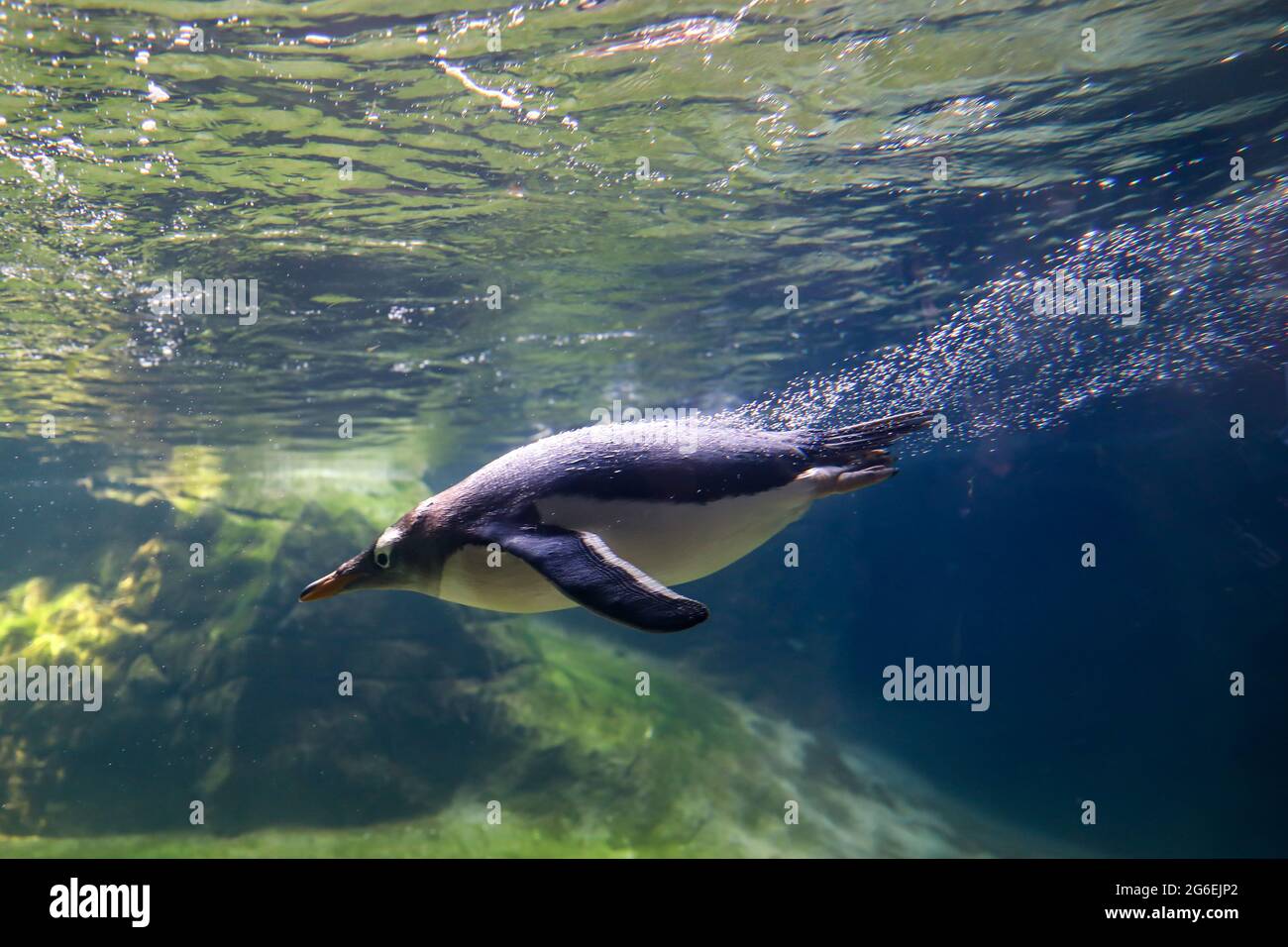 Brugelette, Belgien. Juli 2021. Ein Gentoo-Pinguin schwimmt im Pairi Daiza Zoo in Brugelette, Belgien, 5. Juli 2021. Der Zoo Pairi Daiza eröffnete am Montag sein neu erbautes Pinguinhaus für die Öffentlichkeit. Zwölf Gentoo-Pinguine leben derzeit im Penguin House, das eine Fläche von 850 Quadratmetern umfasst und mit einem grünen Energiesystem ausgestattet ist, um die Temperatur, das Licht und die frische Luft zu erhalten. Quelle: Zhang Cheng/Xinhua/Alamy Live News Stockfoto