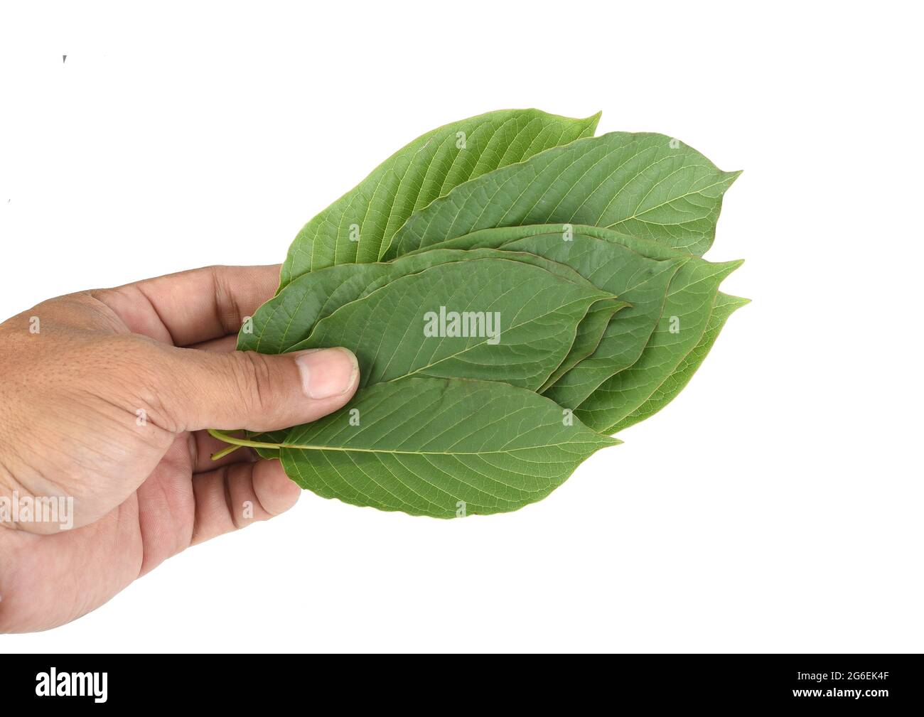 Mitragyna speciosa, Kratom-Blätter isoliert auf weißem Hintergrund Stockfoto