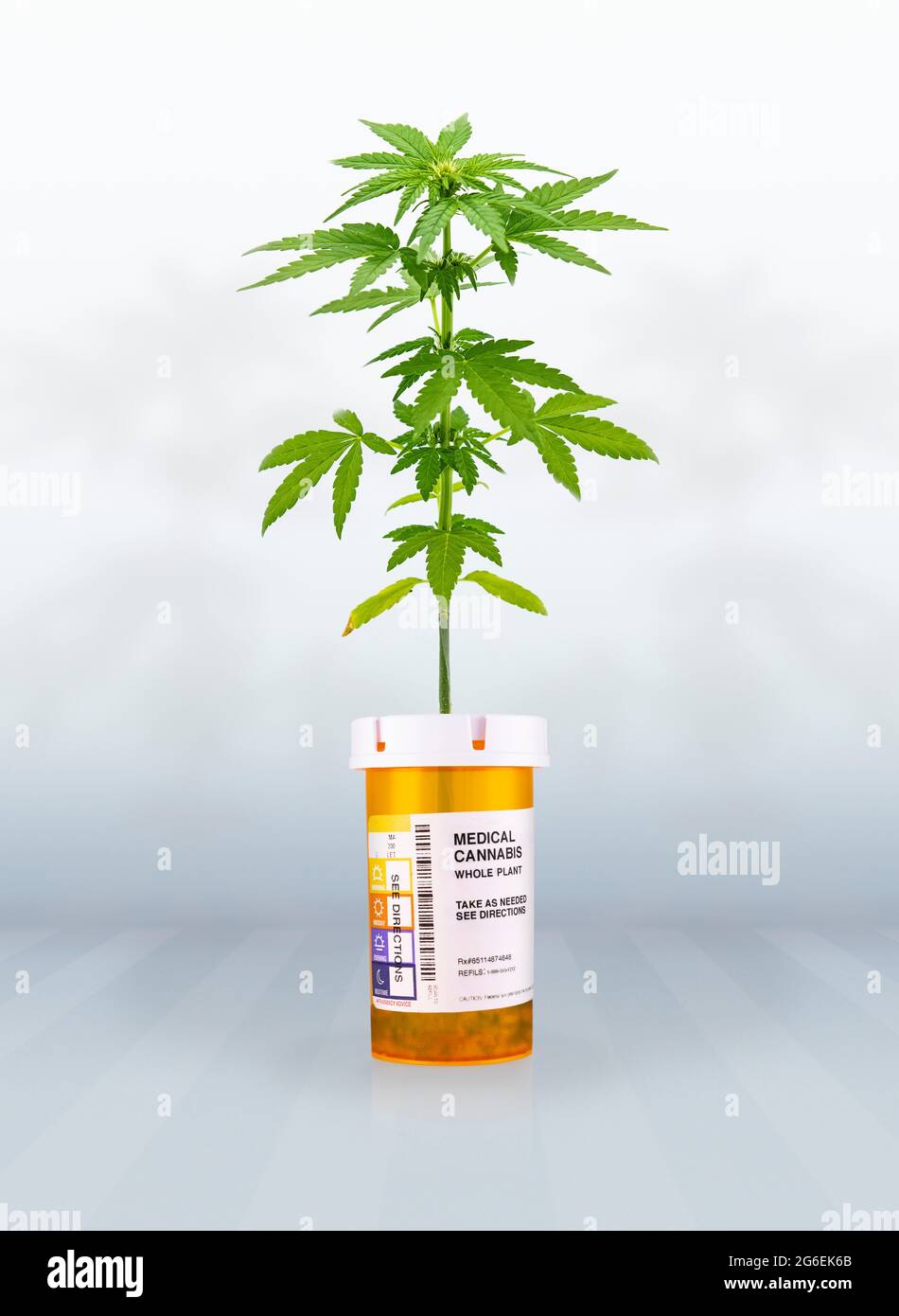 Cannabispflanze wächst aus einer verschreibungspflichtigen medizinischen Marihuana-Flasche Stockfoto