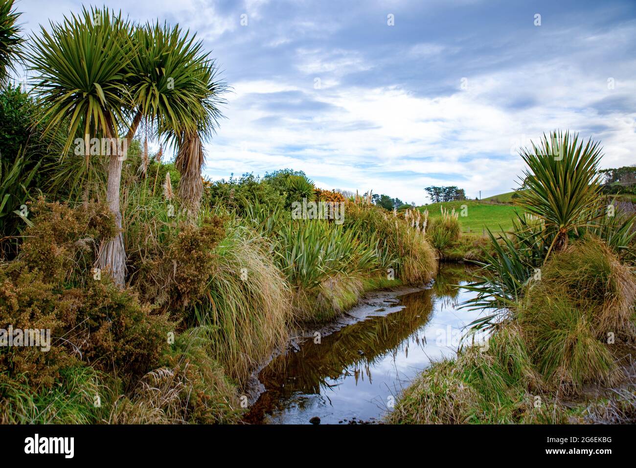 Einheimische Pflanzen und Bäume werden entlang Farmzäune und an Wasserwegen gepflanzt, um Vögeln und Ungeziefern in Neuseeland Lebensraum und Platz zu bieten Stockfoto