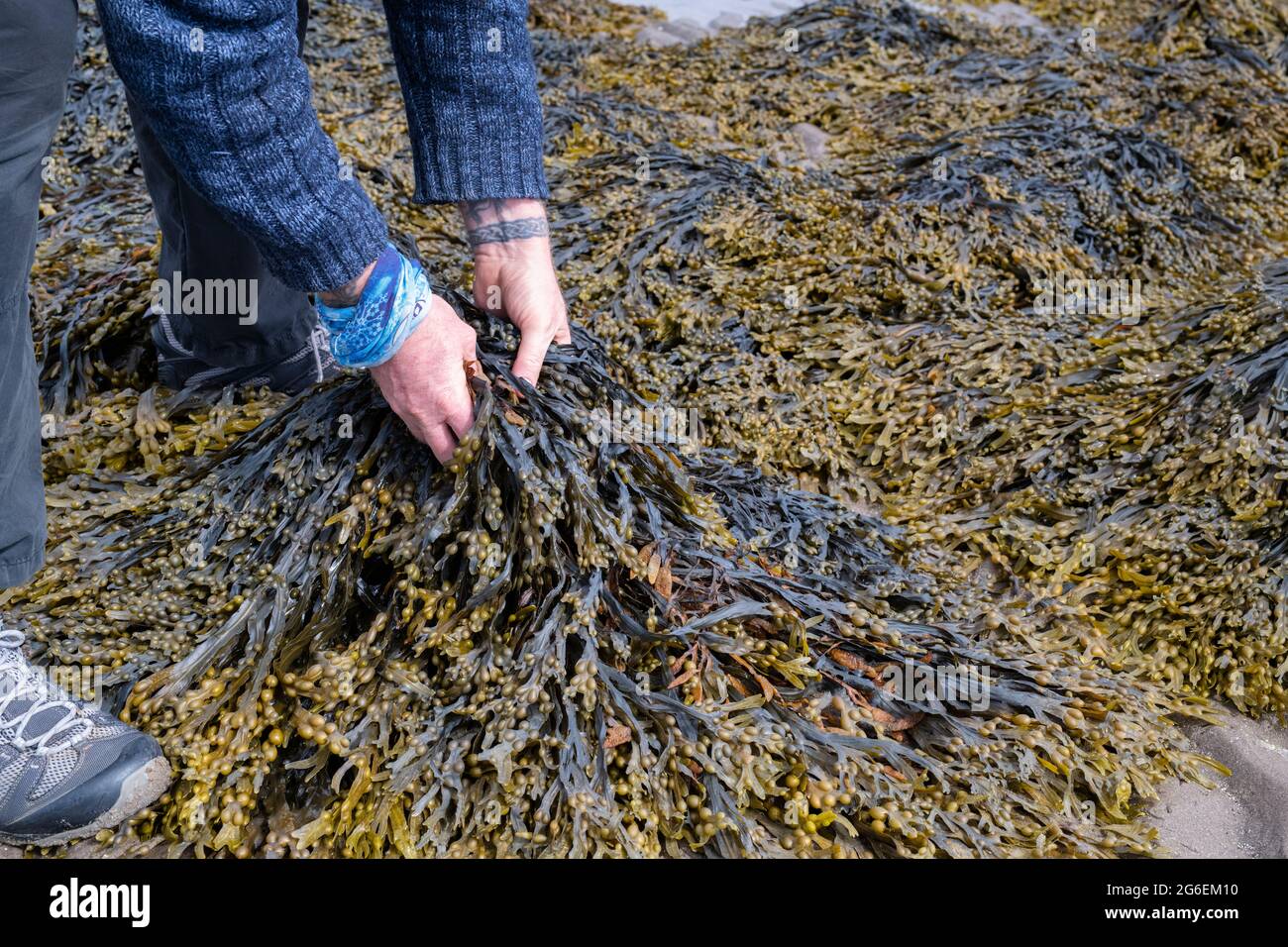 Fucus vesiculosus. Mann, der bei Ebbe auf einer schottischen Küste Seegras/Blasenrack aufschaufelt. Schottland Stockfoto