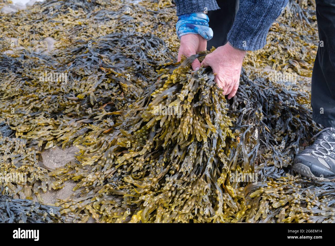 Fucus vesiculosus. Mann, der bei Ebbe auf einer schottischen Küste Seegras/Blasenrack aufschaufelt. Schottland Stockfoto