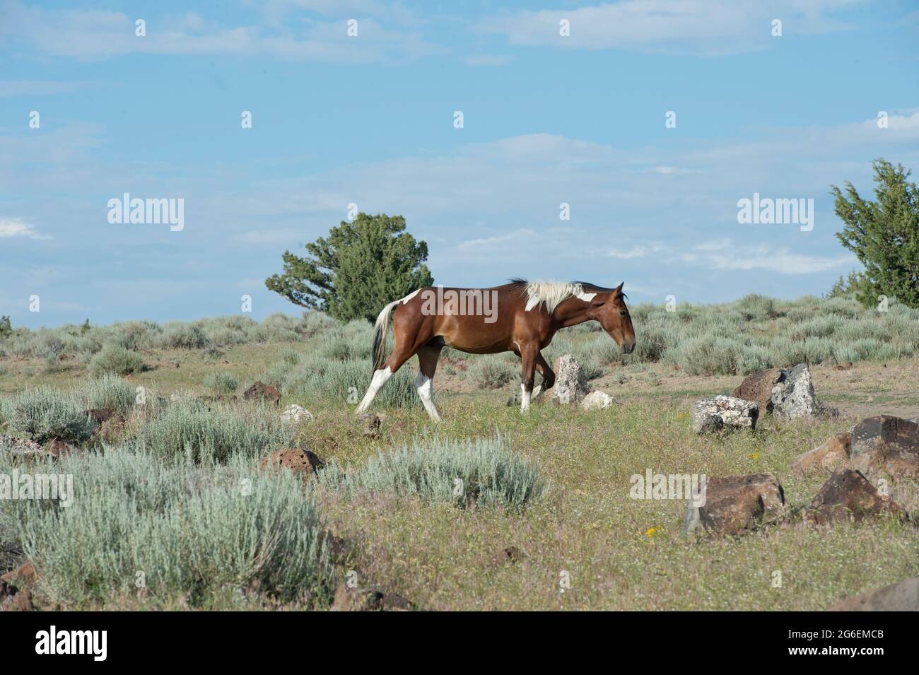 Wildpferd (Mustang) im Gebiet South Steens Herd Management in Oregon Stockfoto