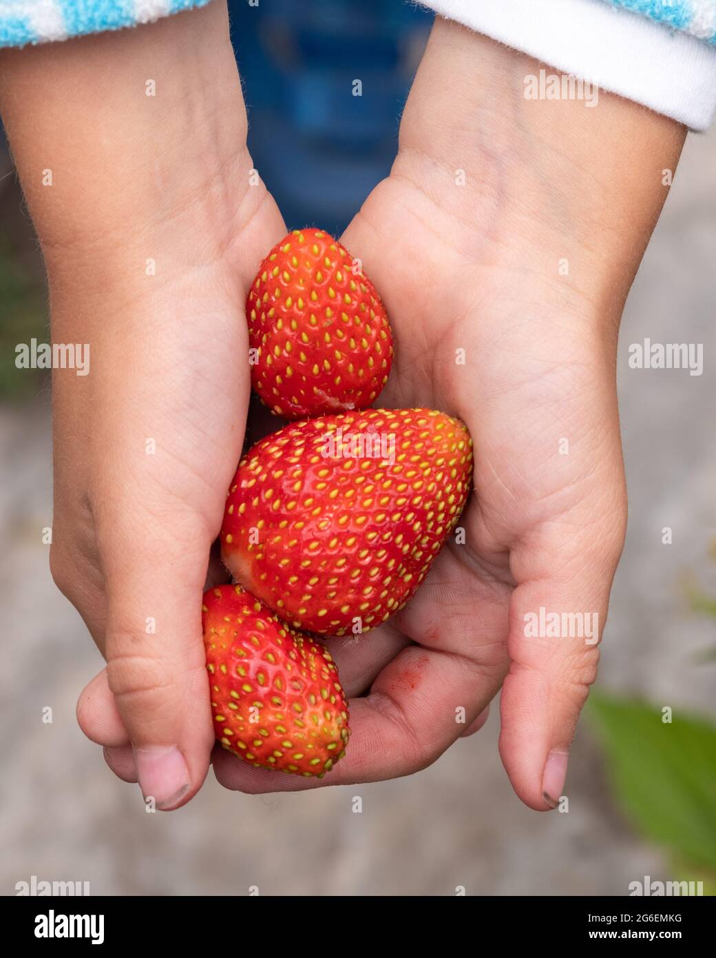 Kinderhände mit großen frischen reifen roten Erdbeeren, Nahaufnahme. Vegetarische Ernährung. Stockfoto
