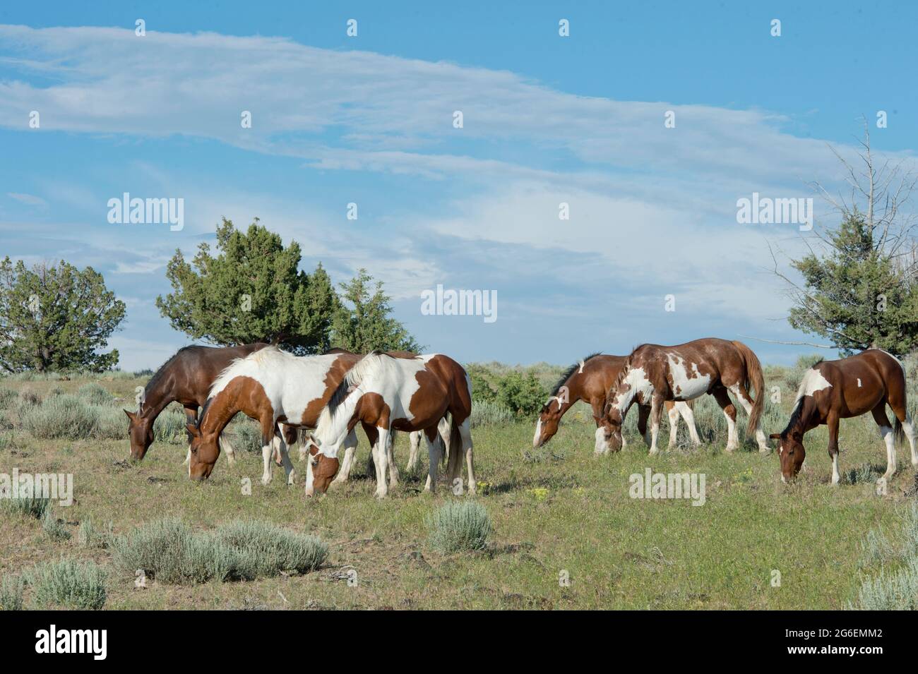 Wildpferde (Mustangs) im Gebiet South Steens Herd Management in Oregon Stockfoto