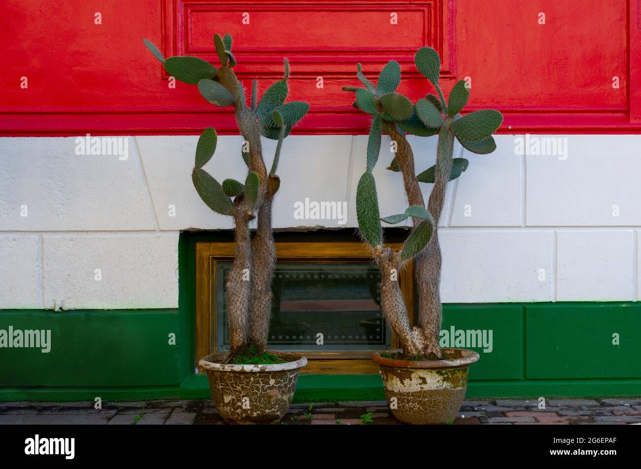 Bunte Wand in rot weiß grünen horizontalen Streifen. Wand mit Kakteen-Blüte in mexikanischen Flaggenfarben. Ungarn Flagge an der Wand gemalt. Stockfoto