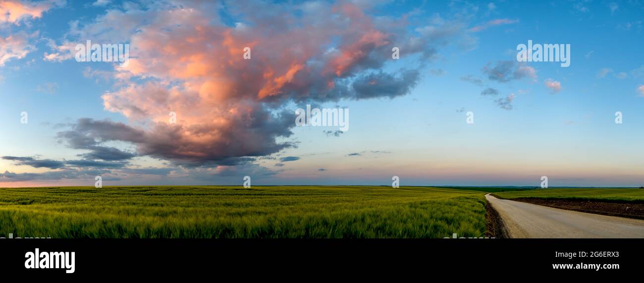 Weizenfeld Landschaft mit Pfad vor dem Sonnenuntergang Zeit. Sommer Panorama Landschaft Stockfoto