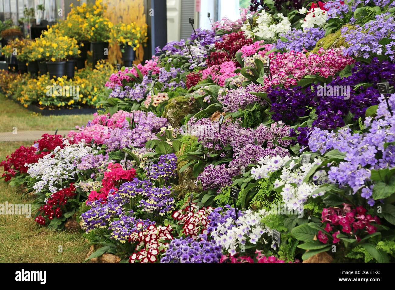 Streptocarpus Display, Dibleys, Floral Marquee, RHS Hampton Court Palace Garden Festival 2021, Preview Day, 5. Juli 2021, London, England, VEREINIGTES KÖNIGREICH Stockfoto