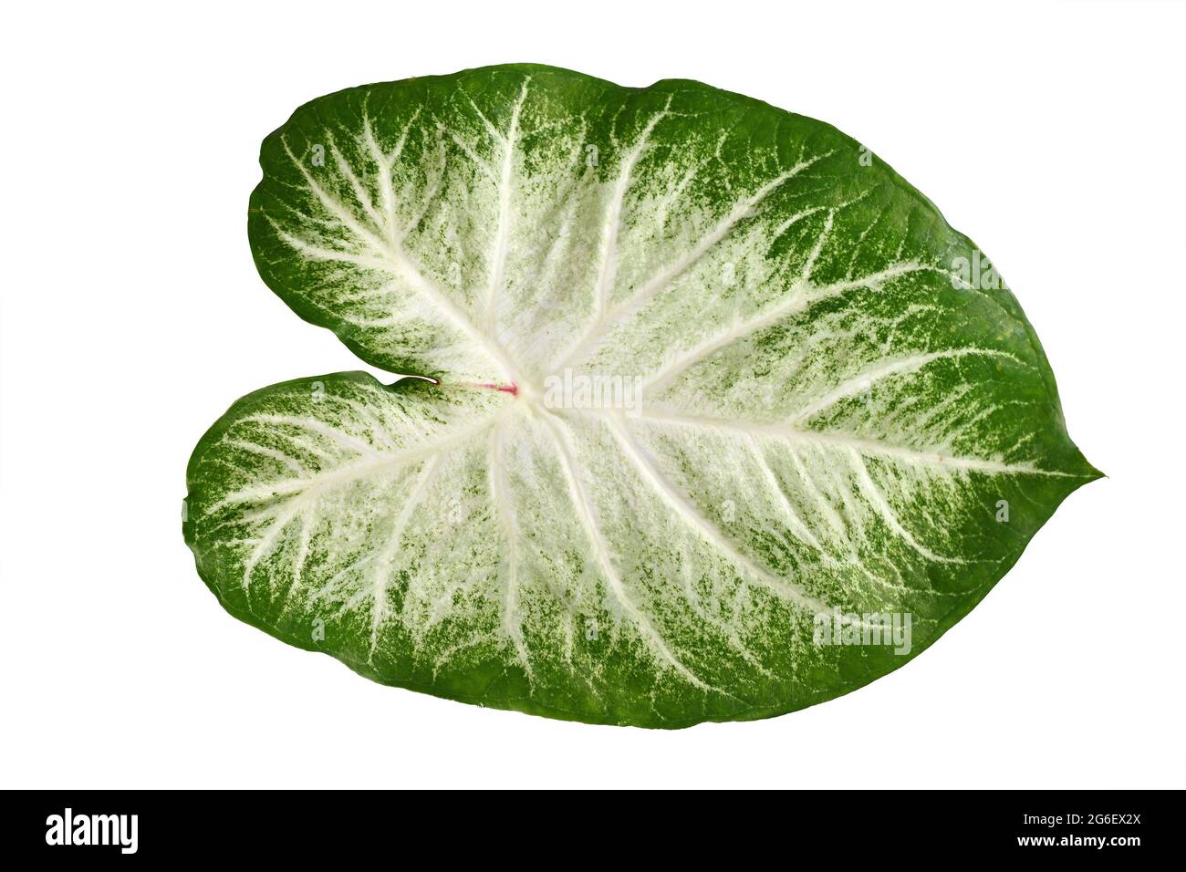 Einzelblatt exotischer 'Caladium Aaron'-Zimmerpflanze mit weißen und grünen Farben isoliert auf weißem Hintergrund Stockfoto