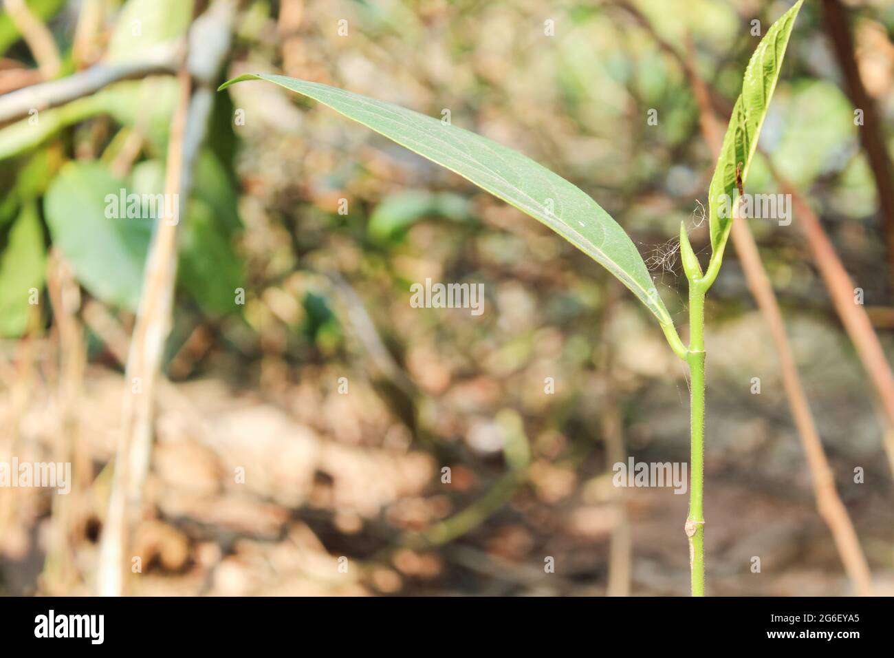 Jackfrucht Baum in der Natur, kleine Jackfrucht Pflanze Stockfoto