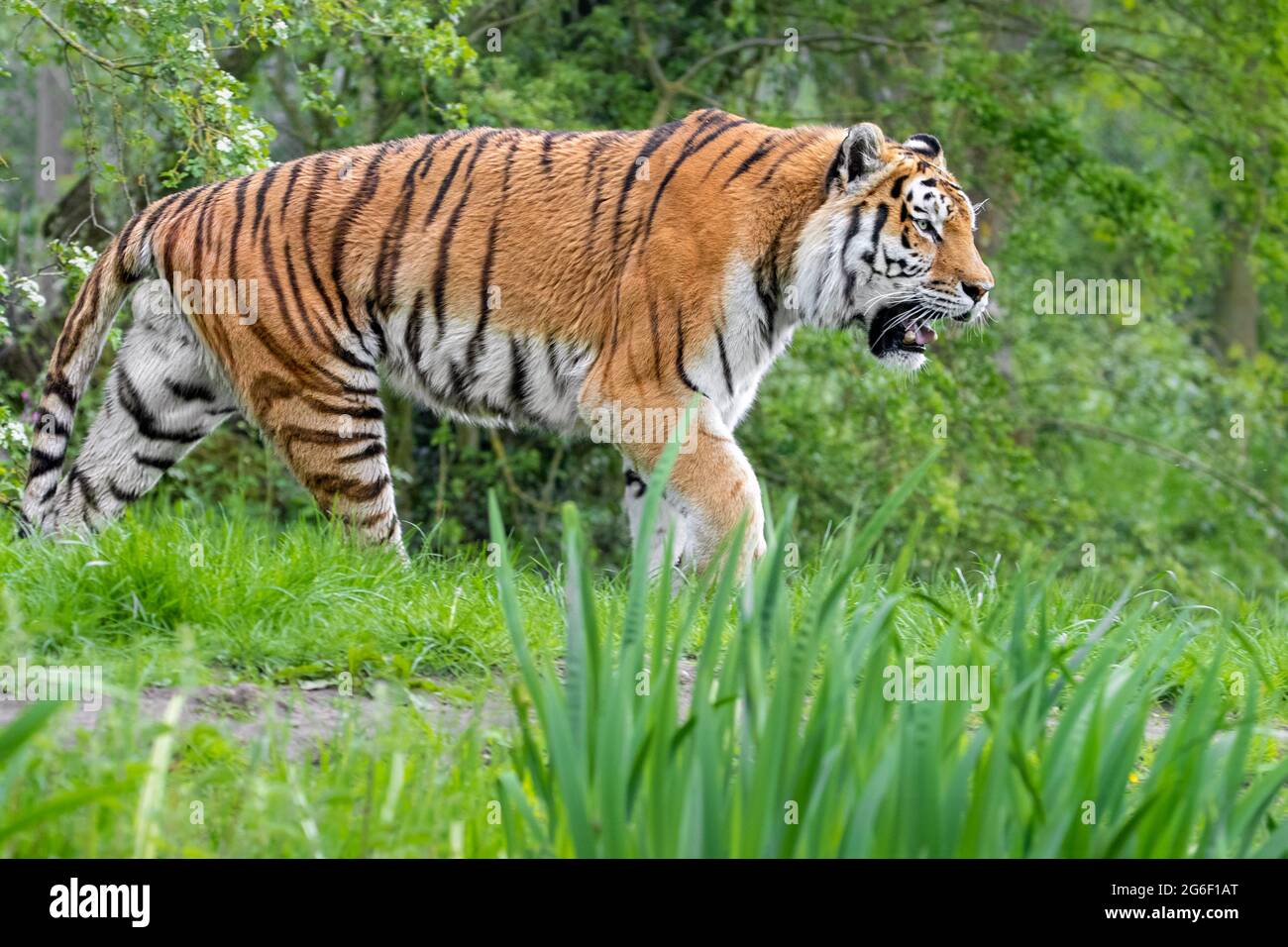 Amur-tiger Stockfoto