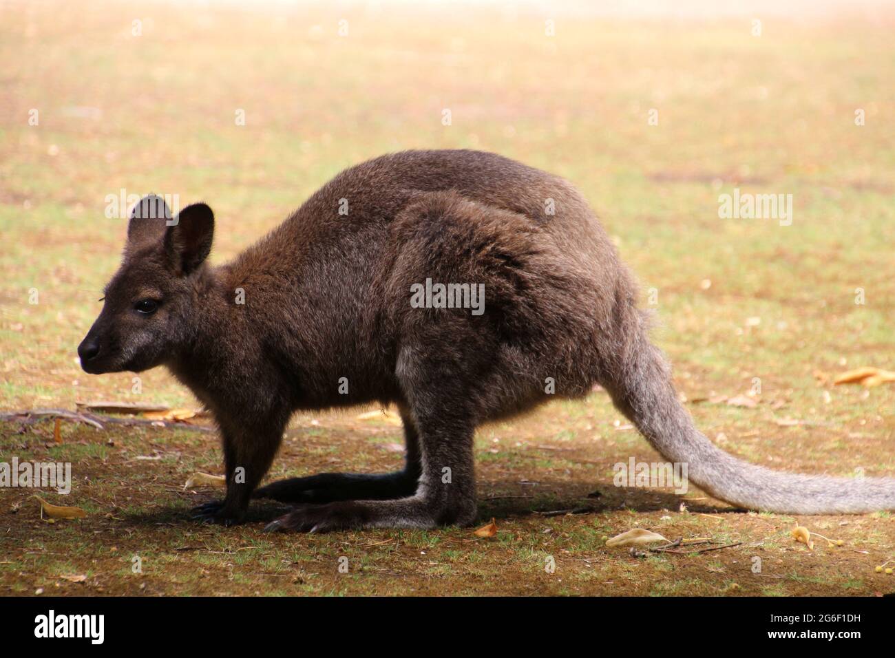 Känguru auf dem Gras, Tasmanien, Australien Stockfoto