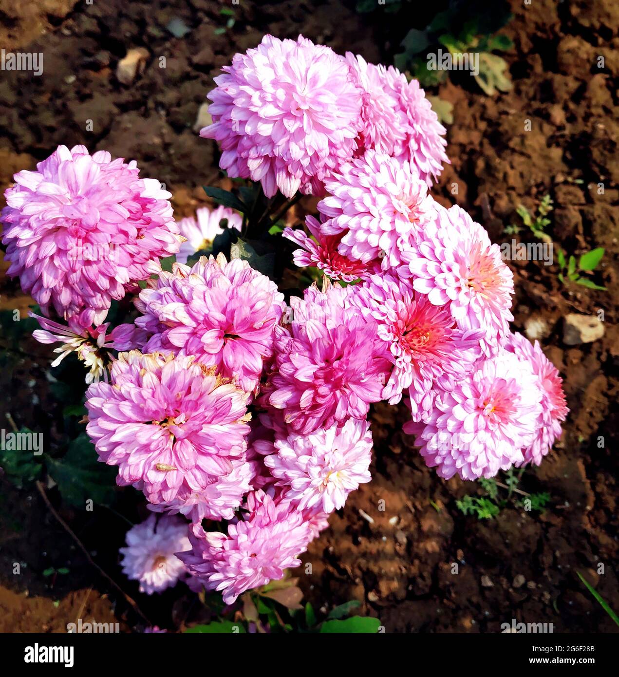 Schöne rosa Dahlia Blume blüht im Garten in indien Stockfoto