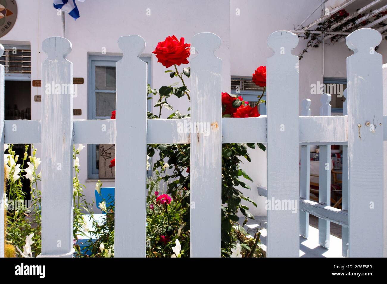 Typischer schneeweißer Holzzaun mit blühenden roten Rosen und Pflanzen hinter der Stadt Plaka auf der Insel Milos, Griechenland. Stockfoto