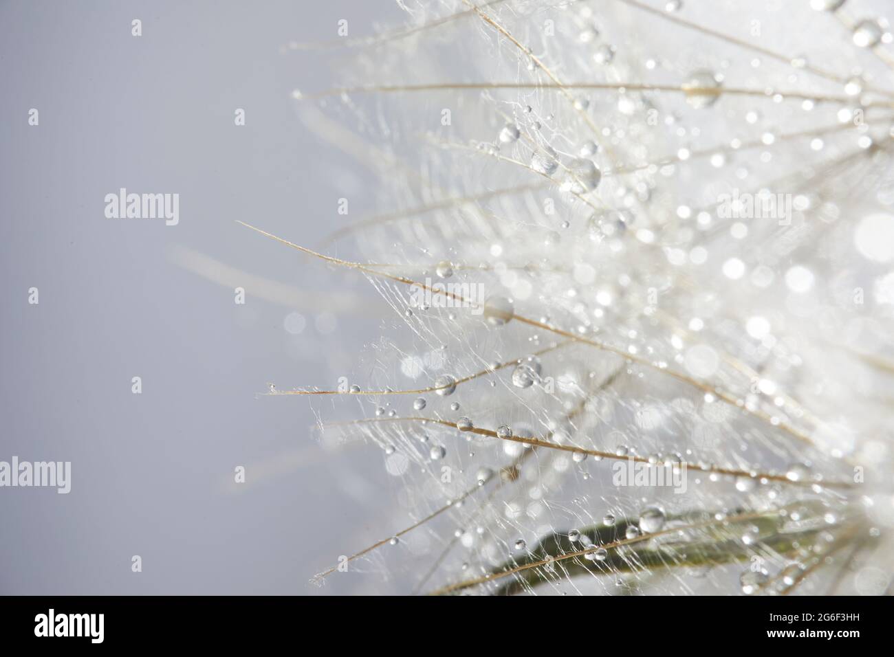 Schöner Tau tropft auf einen Dandelionssamen. Schöner weicher Hintergrund. Makrofotografie. Stockfoto