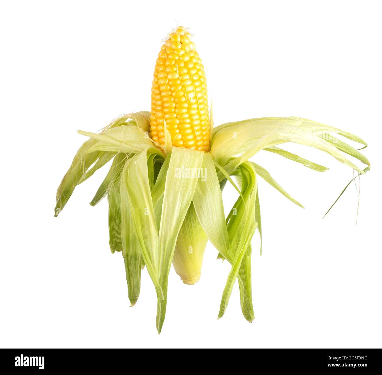 Ähre von süßem Mais in Schale auf weißem Hintergrund, isolieren.  Natürlicher Mais, Landwirtschaft, Labyrinth Stockfotografie - Alamy
