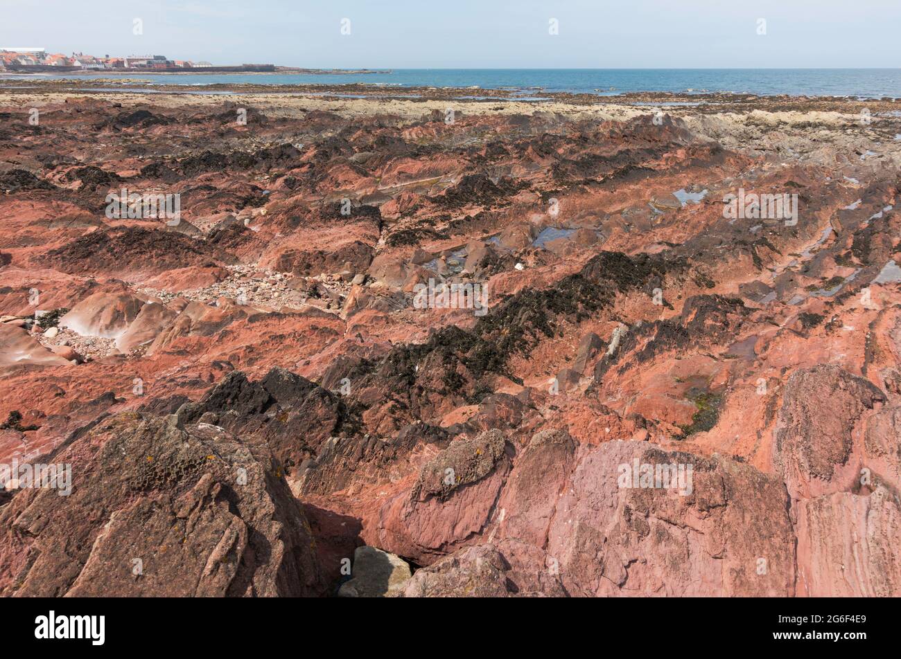 Gekippter devonischer roter Sandstein-Aufschlüsse entlang der Küste südöstlich von Dunbar, East Lothian, Schottland, Großbritannien Stockfoto